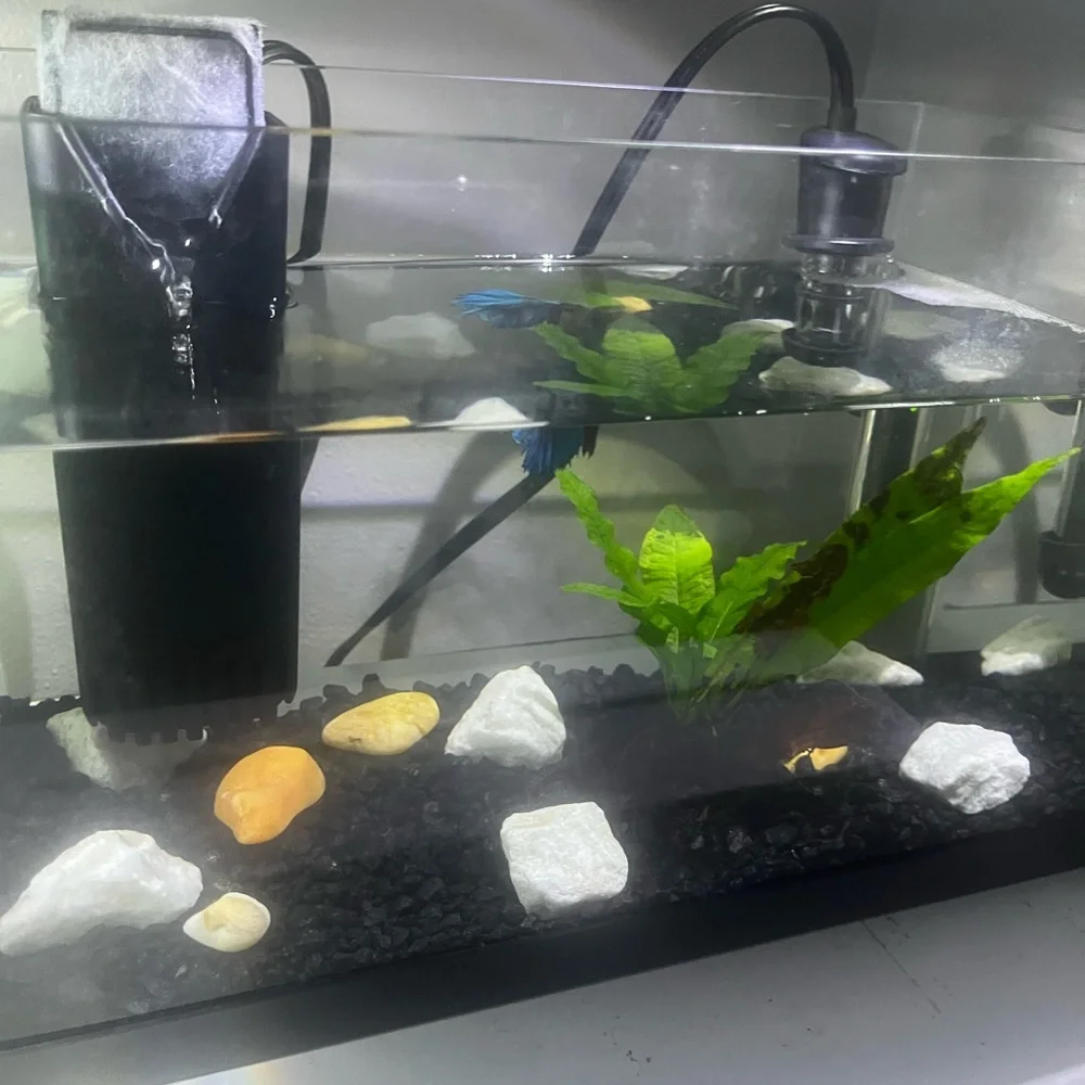 2.5-Gallon Aquarium Starter Kit (Fish not Included)